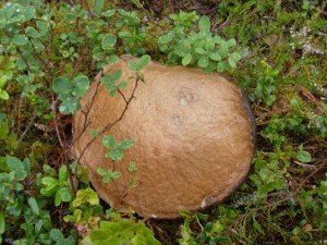 Swedish Mushroom