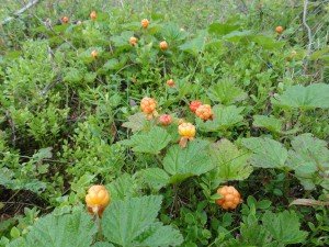 Cloudberry patch