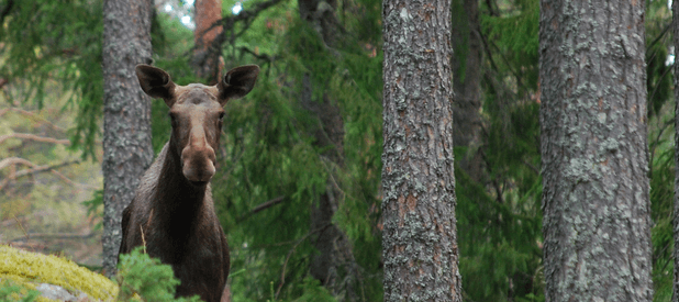 swedish-moose