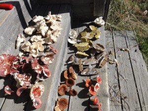 Mushrooms found in Sweden