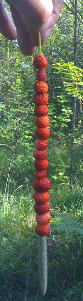 Swedish berries