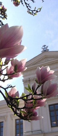 The famous magnolia tree in front of the main building of Lund University Pic from lunduniversity.lu.se