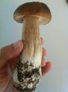 Karljohan mushroom