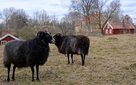 Black sheep in Sweden