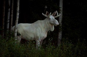 white moose sweden
