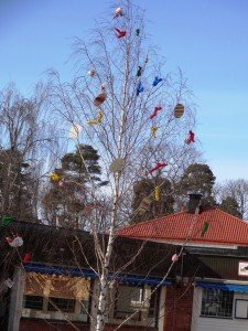 Birch Tree in Sweden for Easter