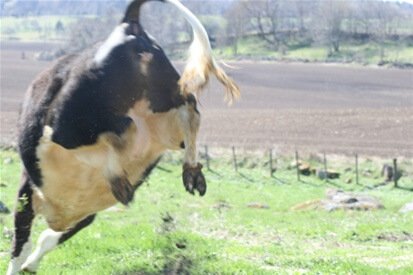 Yippee! I’m loose! And the grass is green! Picture from farmer’s site wilhsson.se 