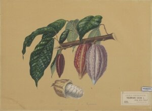 Cocoa pod illustration