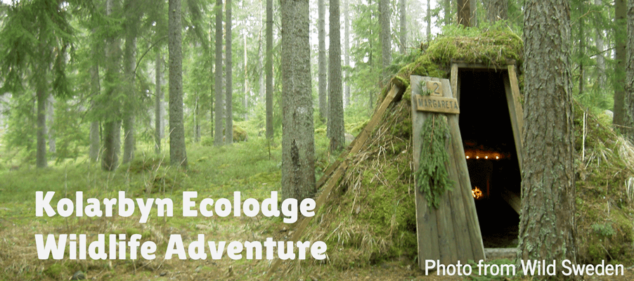 Kolarbyn Ecolodge Wildlife Adventure