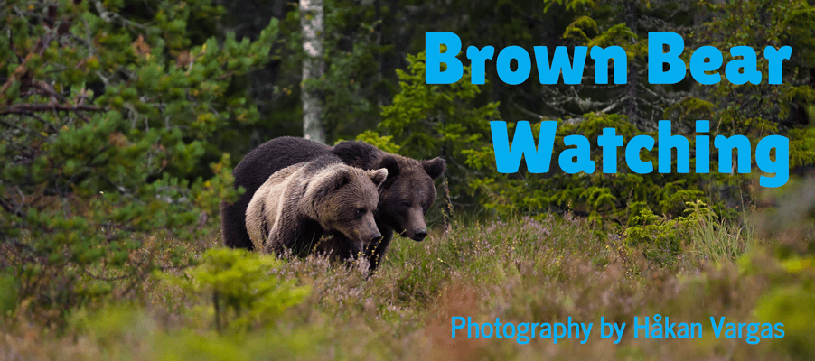 brown bear watching