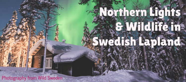 Northern Lights & Wildlife in Sweden Lapland