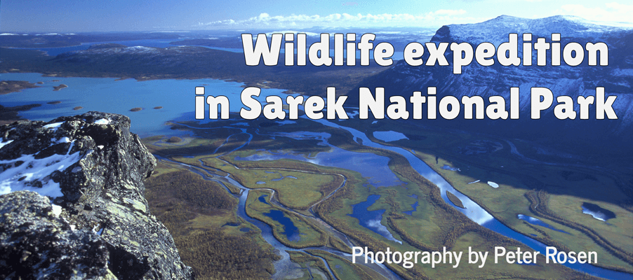 wildlife expedition Sarek National Park