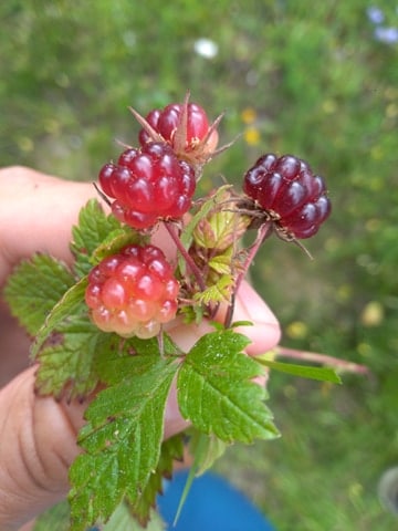artic raspberry
